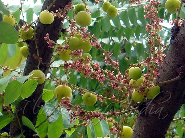Star Gooseberry